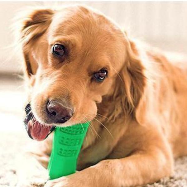 Dog Brushing Stick: The Revolutionary Way to Clean Your Dog’s Teeth (Vet Recommended)